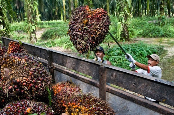 Growing evidence that sustainable palm oil production does pay off