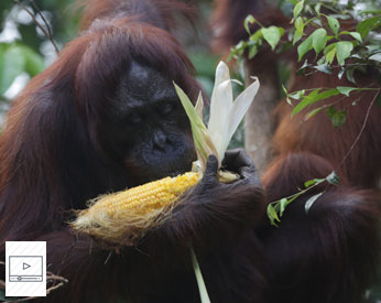 Video: Commemorating International Orangutan Day