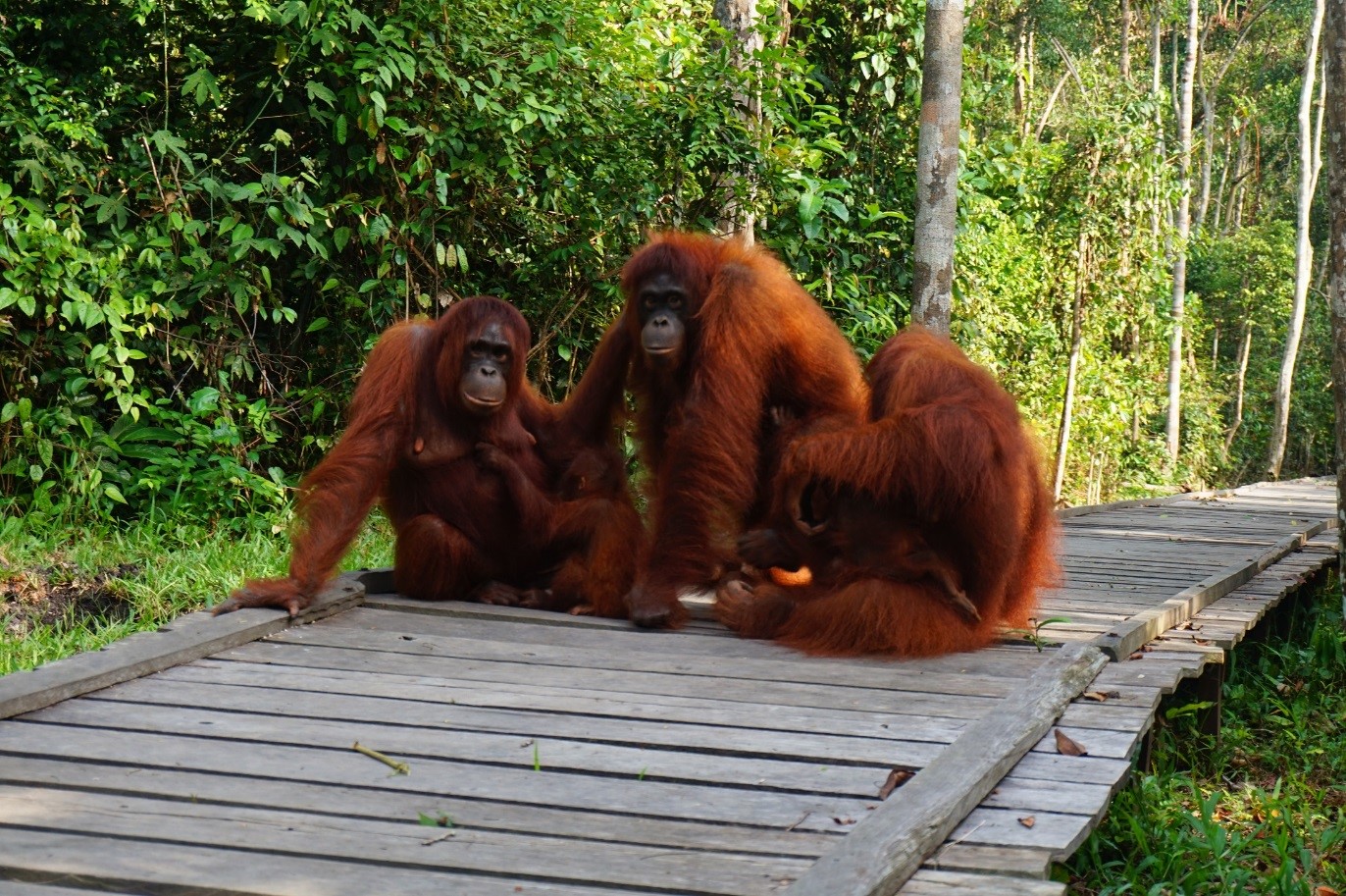 Partnership in action: witnessing the return of orangutans to the wild