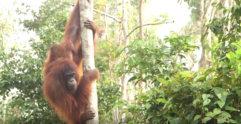 Commemorating International Orangutan Day