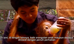Friends of Orangutans