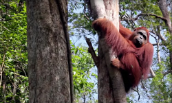 OFI-SMART releases two wild orangutans – Tyson and Eka