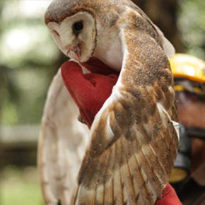 Postcards from the Field: Owls to catch rats