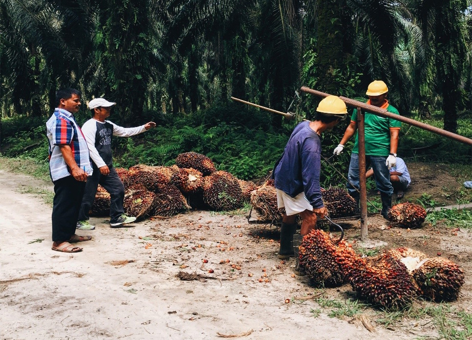 Postcards from the field – reflections about sustainable palm oil