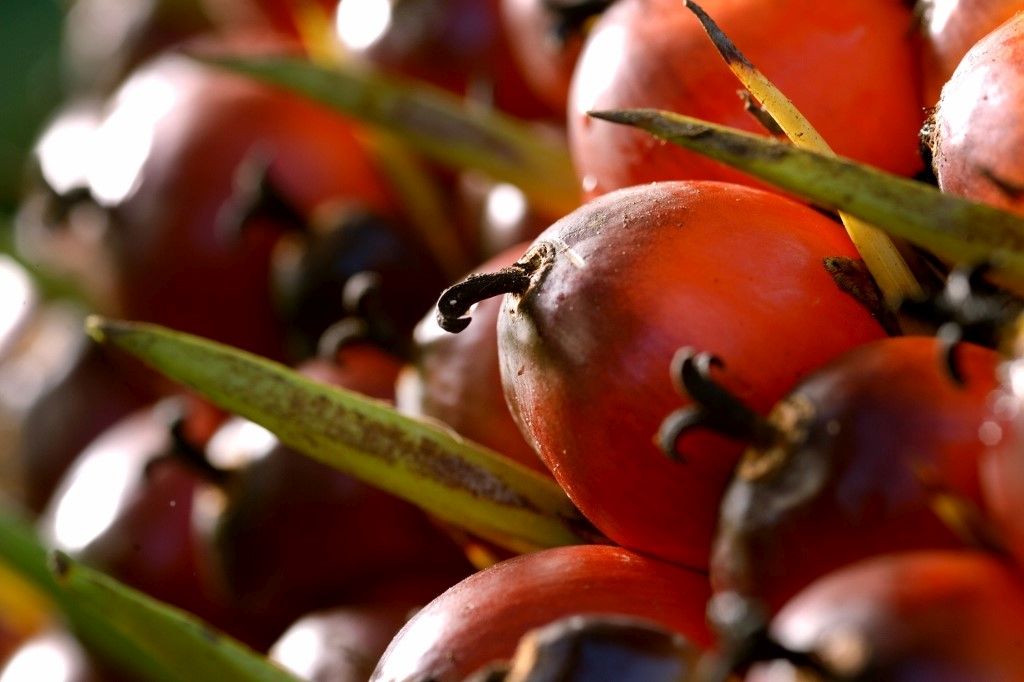 10 things you might not know about palm oil
