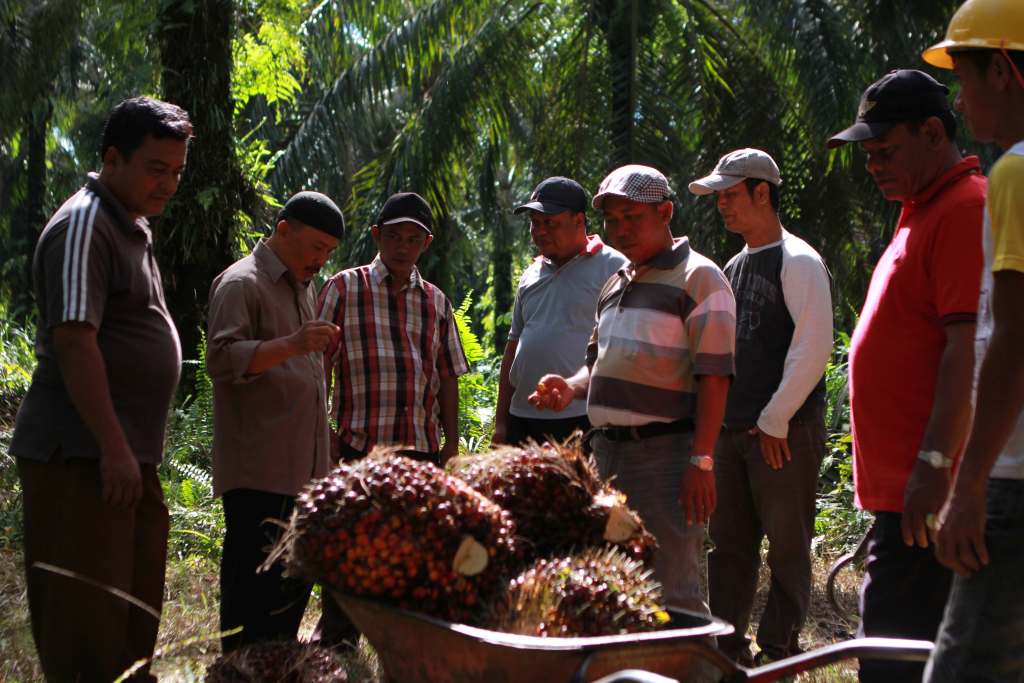 Beyond Traceability to the Plantation: A Responsible Palm Oil Supply Chain
