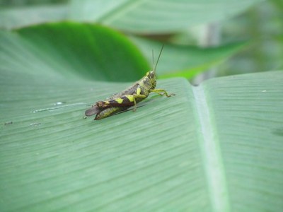 Insect biodiversity in oil palm plantations: Pests and their predators