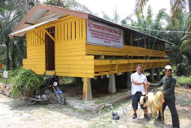 Goat breeding programme benefits villages in Siak region