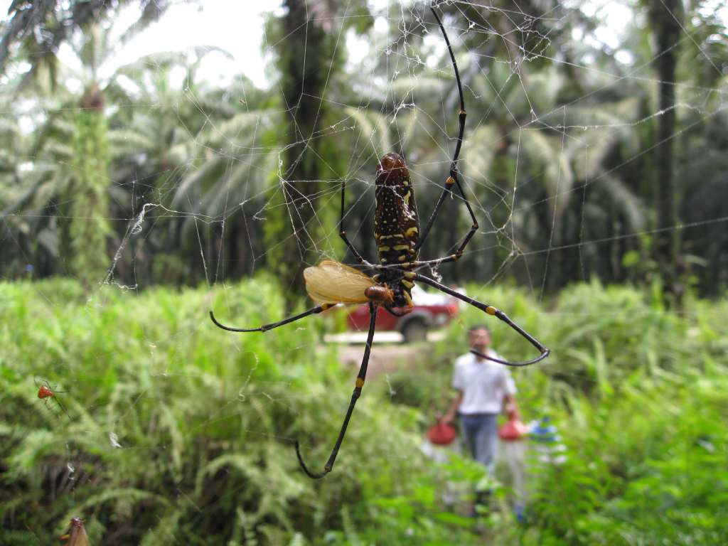 Video: Researching insect biodiversity in oil palm plantations through BEFTA