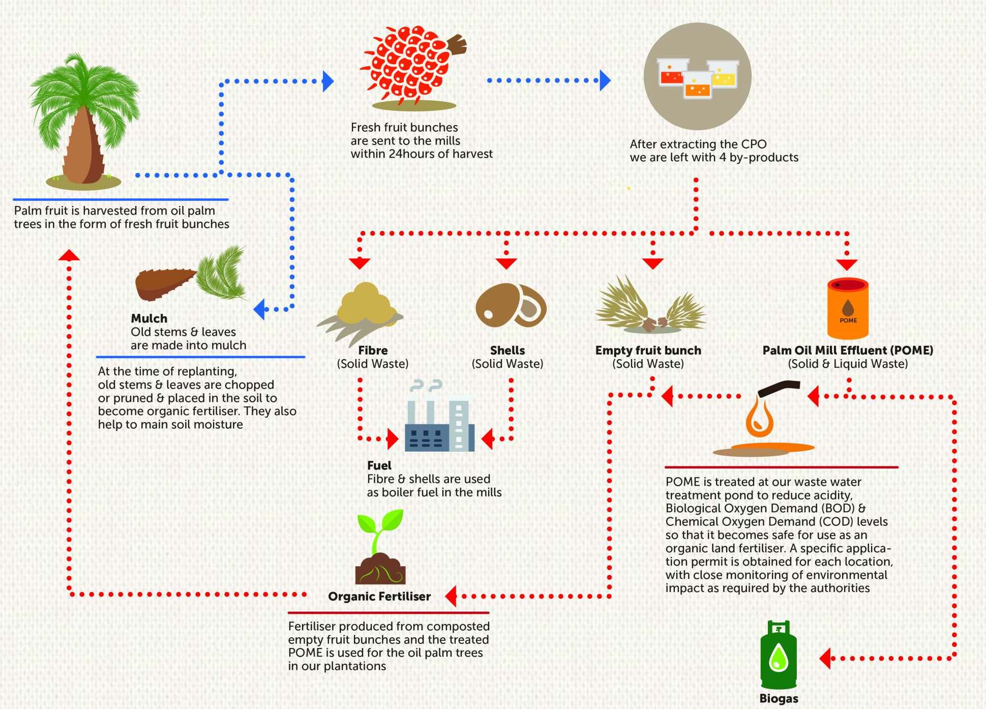 This Is How Palm Oil Is Made