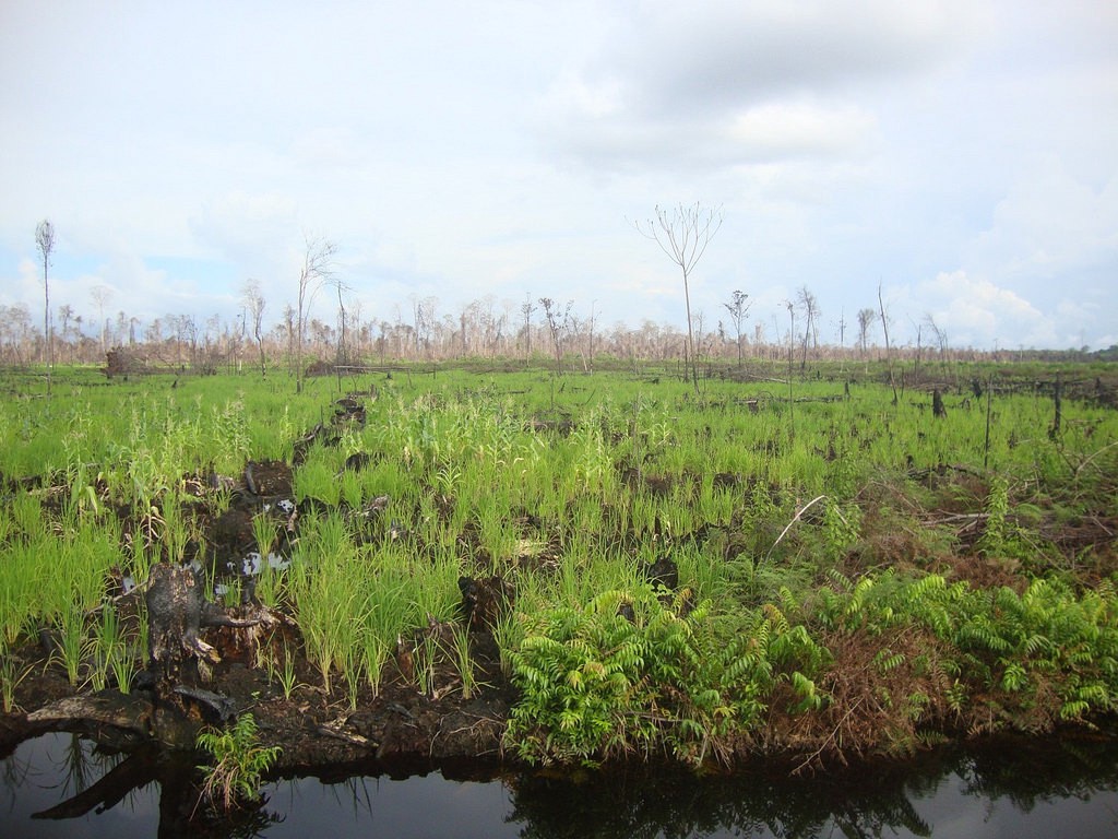 Peatland rehabilitation area