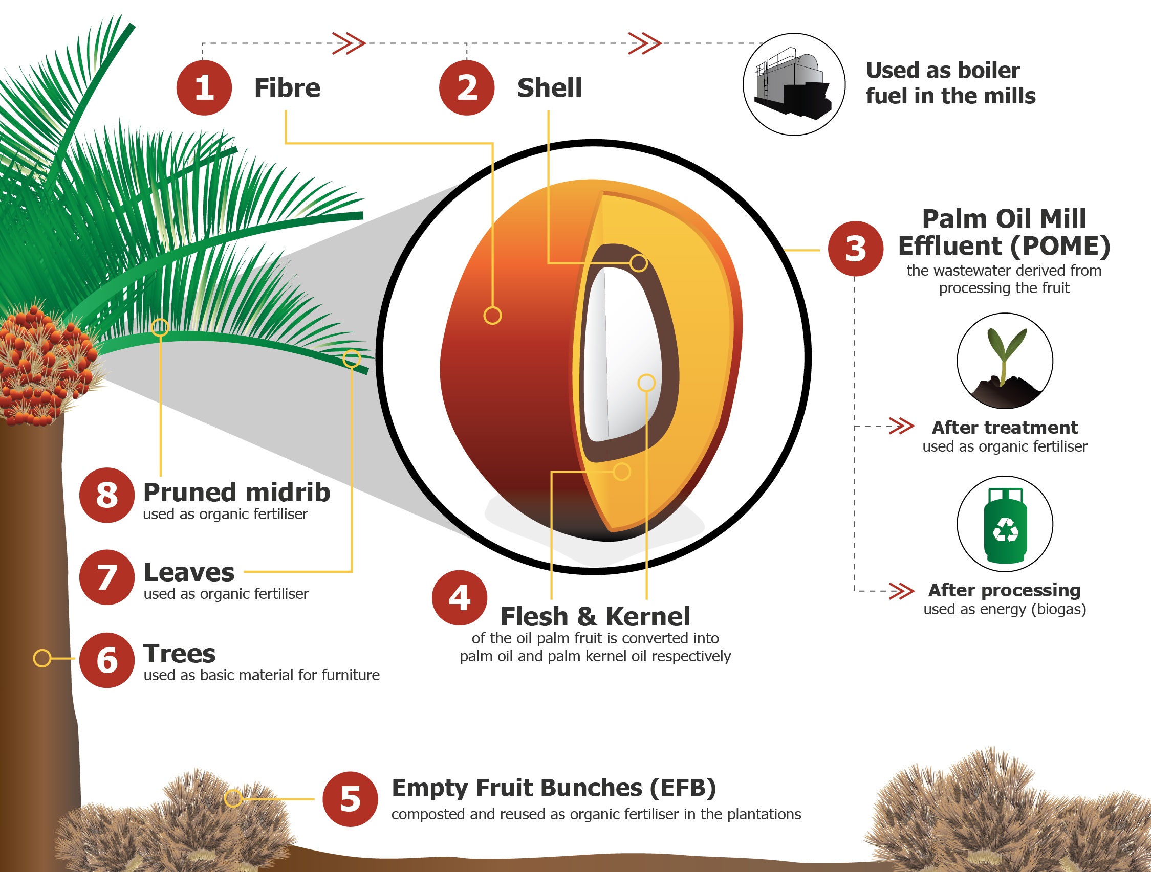 Zero waste of the palm oil fruit