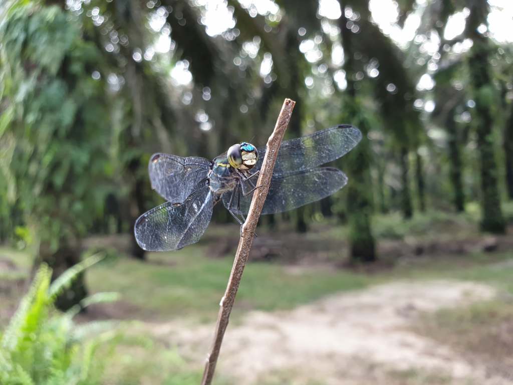 Doing our part to save insects in palm oil plantations