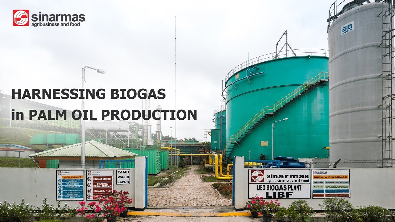 Video: Harnessing biogas in palm oil production