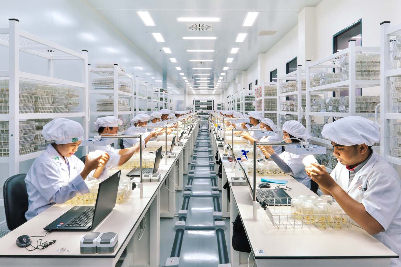 Productive palm oil through biotechnology