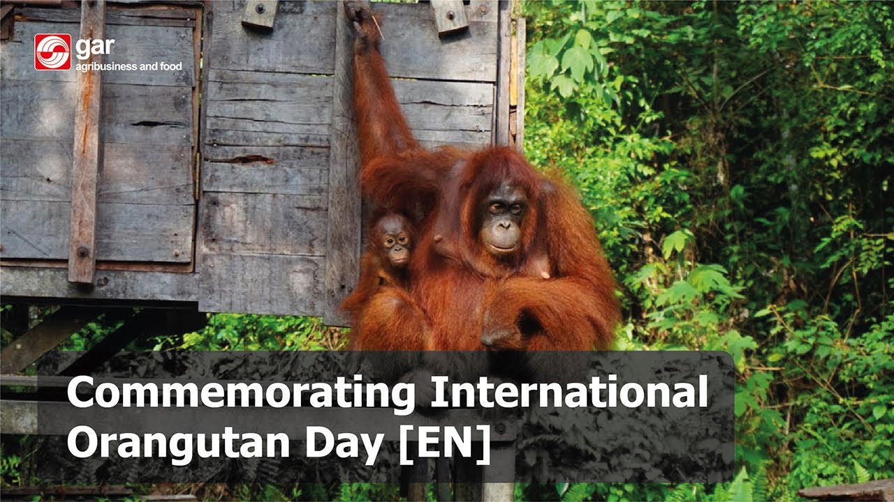 Commemorating International Orangutan Day
