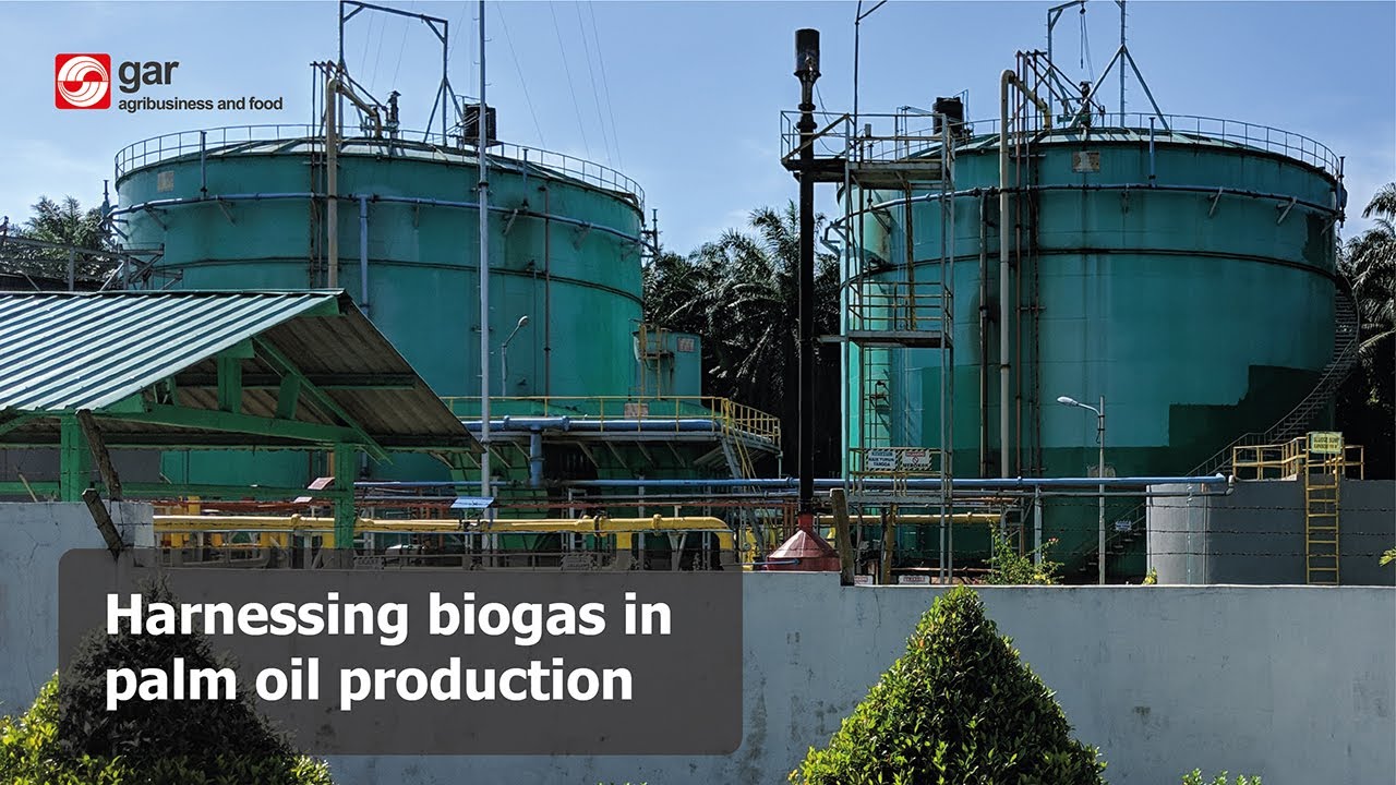 Harnessing biogas in palm oil production
