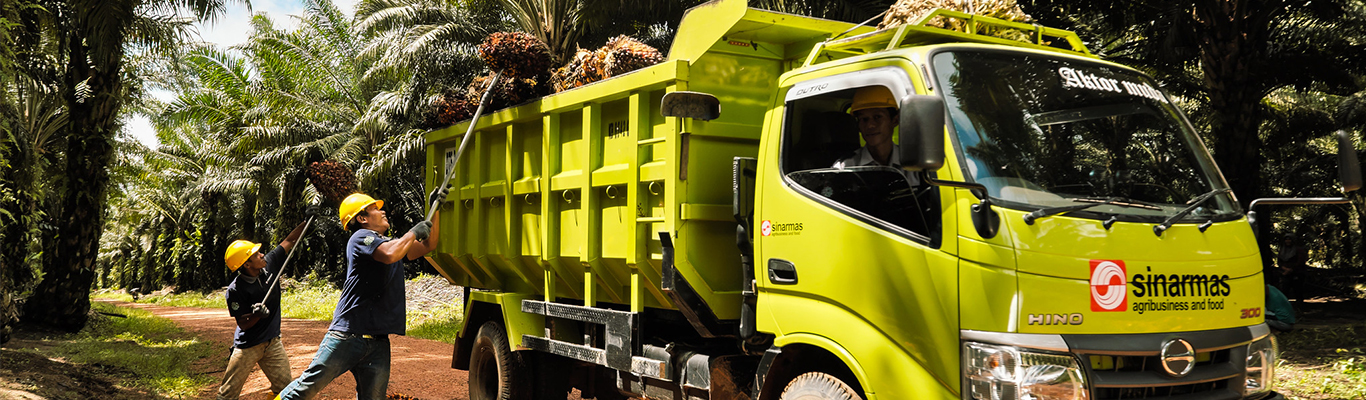 Support for Palm Suppliers