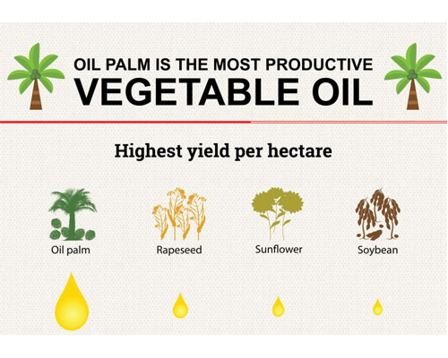 Oil palm is the most productive vegetable oil