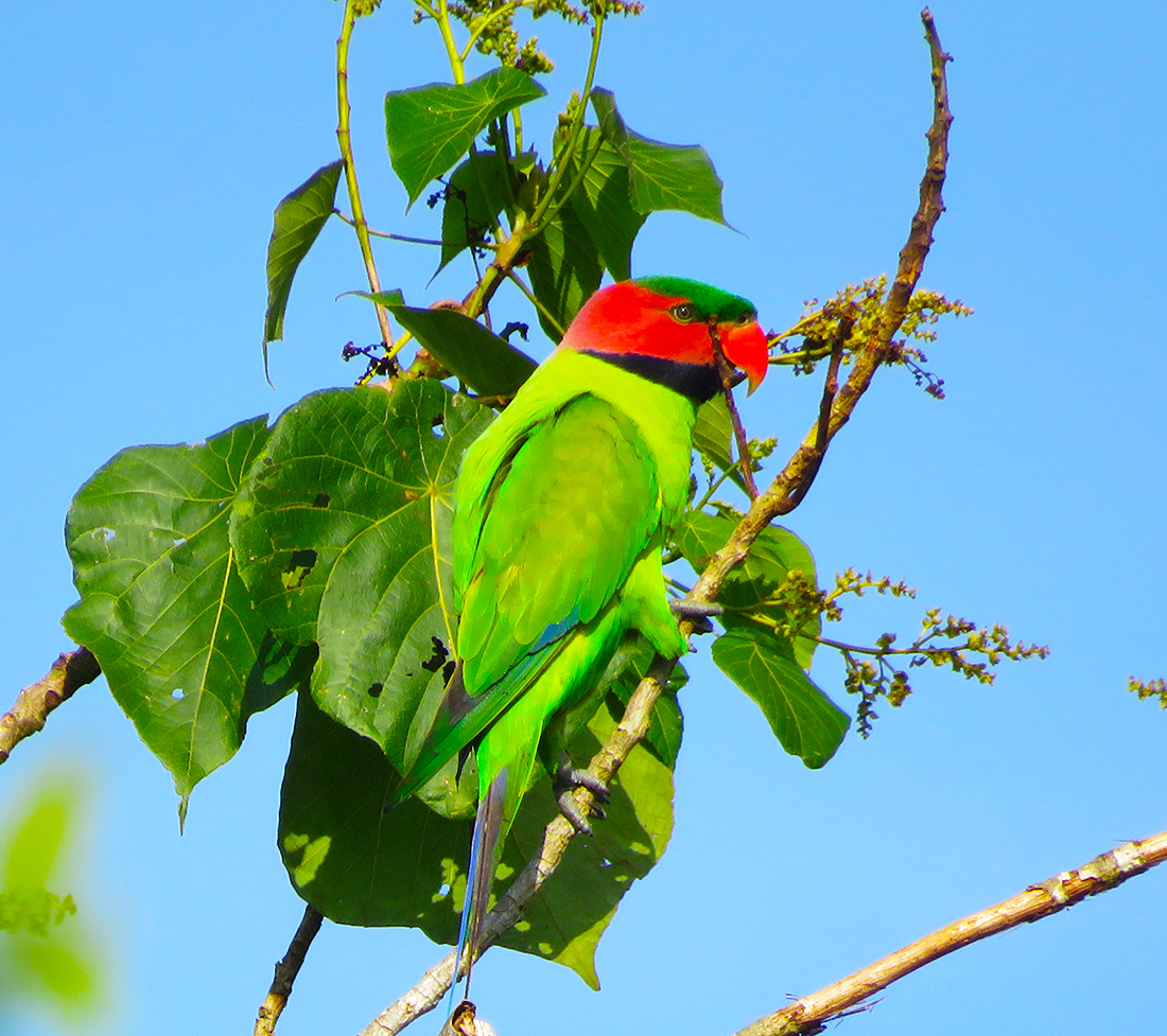 Perico de cola larga