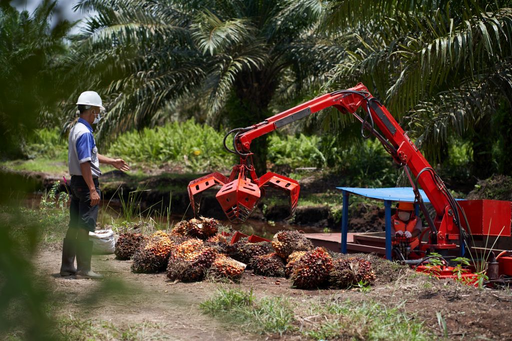 In photos: Fresh fruit bunch (FFB) transportation in peatlands