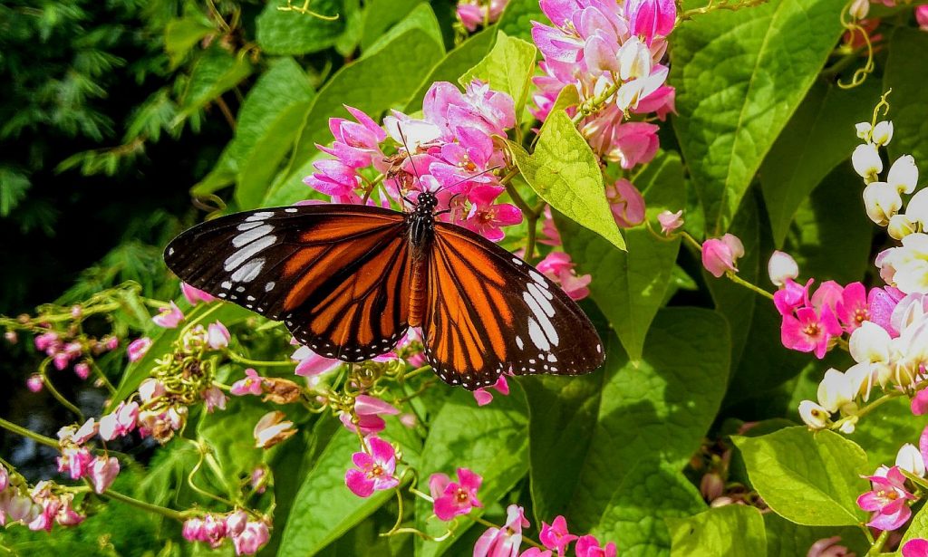 Beautiful butterfly sitting on pink flowers