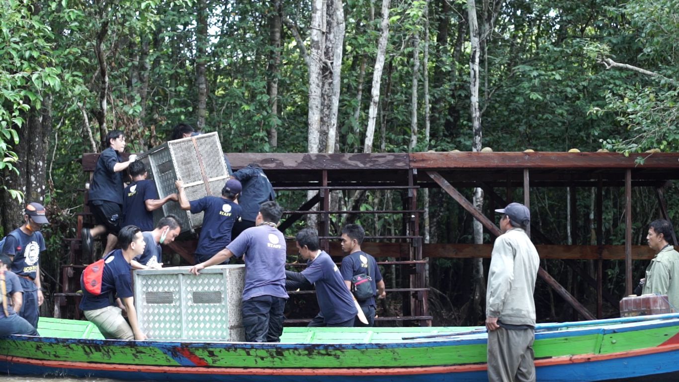 OFI workers shifting orangutans in crates from boat
