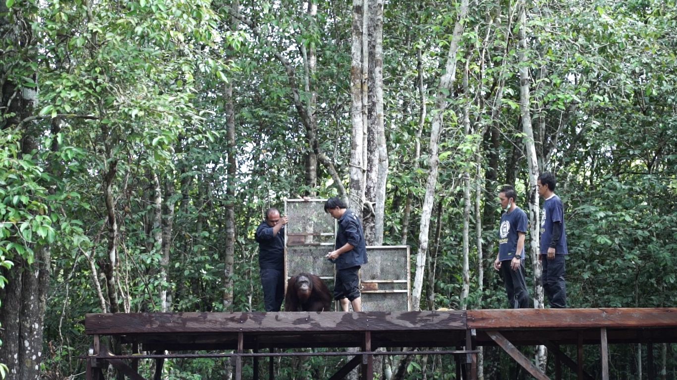 Orangutan emerging from crate back to nature