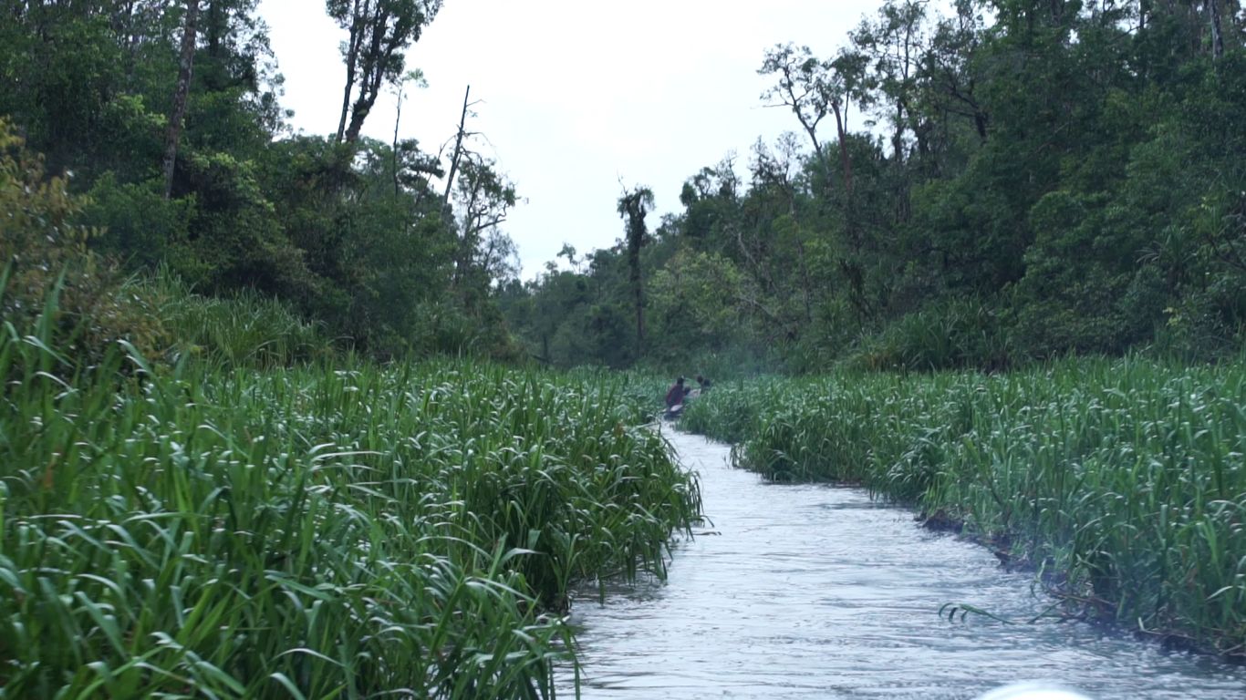 Narrow river canal along the tall trees and grass
