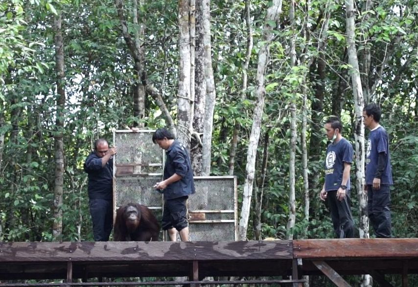 orangutan in photos