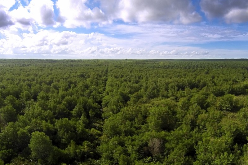 HCV areas and HCS forests