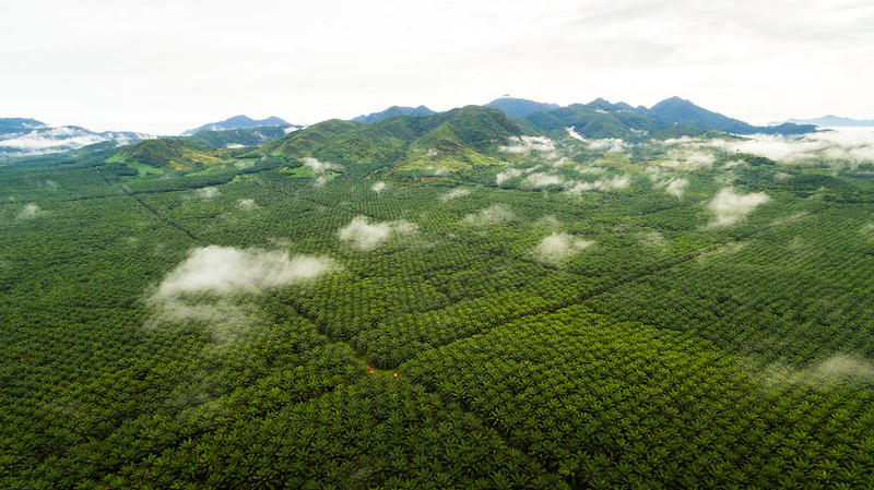 drone view of plantation