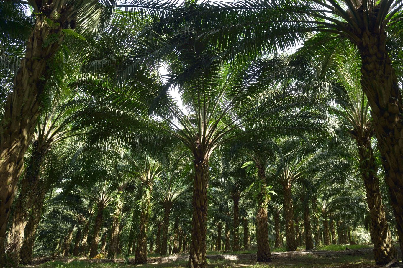 Three things you should know about palm oil in Latin America