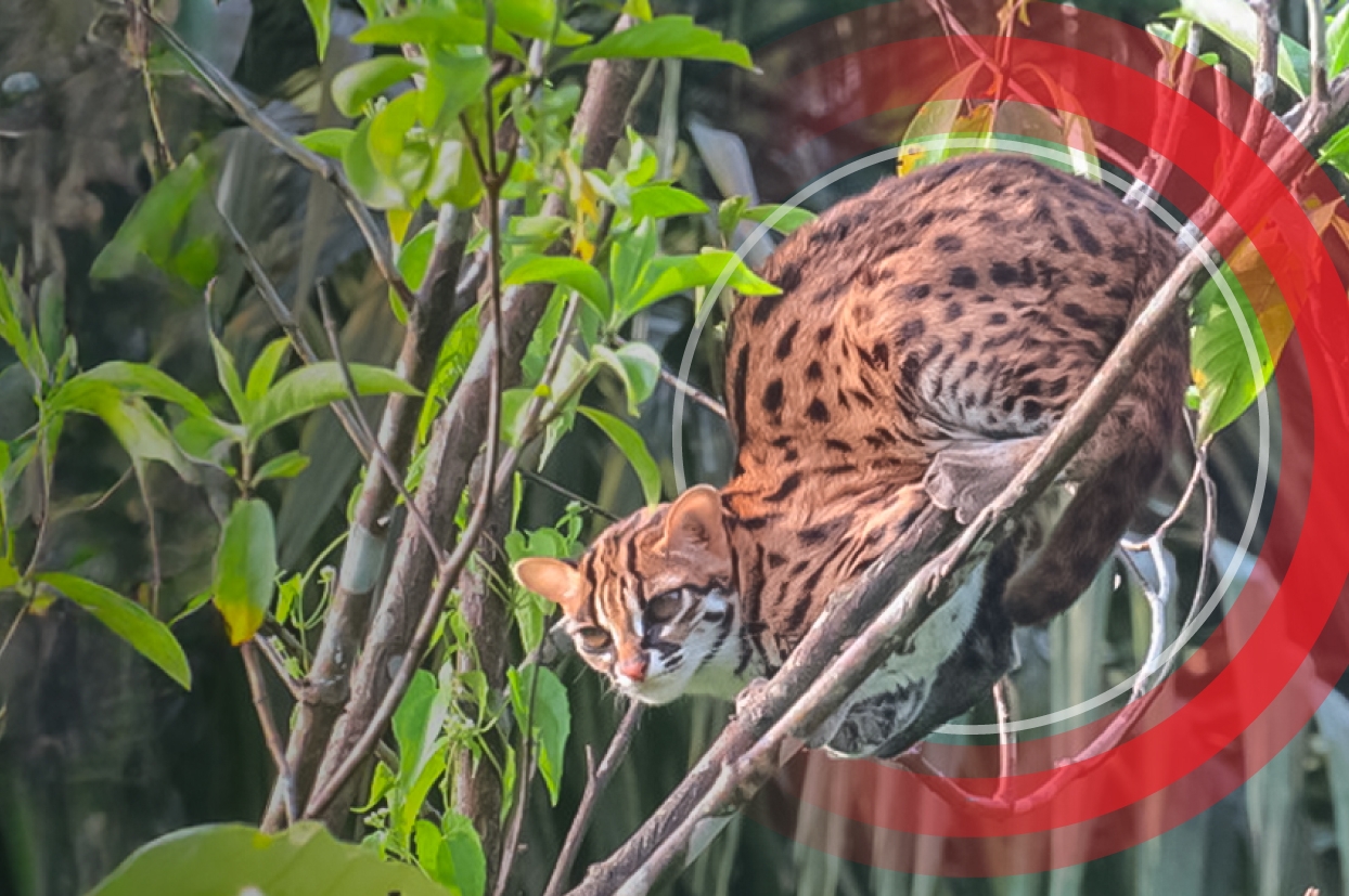 Explore la naturaleza: Cinco especies increíbles que prosperan en torno a nuestras plantaciones de palmeras