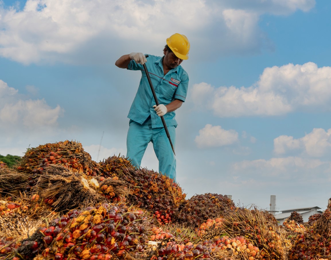 Golden Agri-Resources Sustains Strong Performance for Full Year 2025